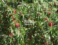 plutko