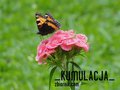 _Kumulacja_