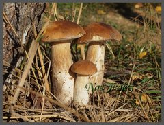 Nastroje3