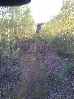 zielonka150