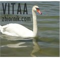 Vitaa