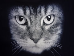 igon1