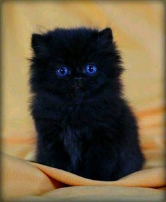 BlackCats