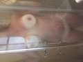 szybkija