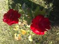 Mini_Lotto82
