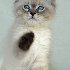 Trinitty