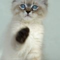 Trinitty