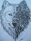 Wilk_stepowy1