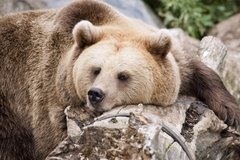bigbear