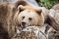 bigbear