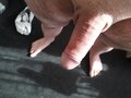 wilddog69
