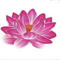WaterLily