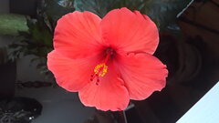 Hibiscus1