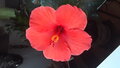 Hibiscus1