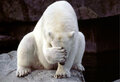 bigwhitebear