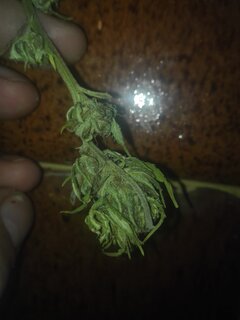 Chydrlallik