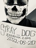 Stray_dog