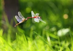 Libellula