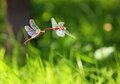 Libellula