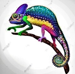 Caneleon_80