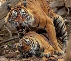 aditiger