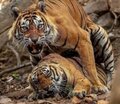 aditiger