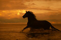 PowerHorse24
