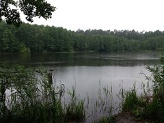 LysyWiesioijegosucz