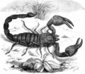 Skorpion_7