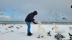 Falakon