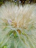 PanlWladca