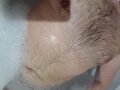 Franekowca6