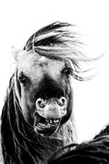 WildPony