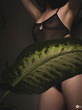 Velvet_Whisper