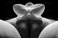 Czarna_Orchidea