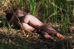 Libidinis