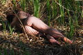 Libidinis