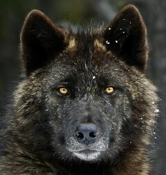 mrwolf78