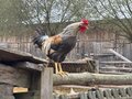 PawcioPaw45
