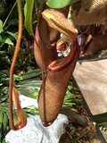 CicheMyszkiDwa