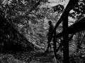 Cynaamon