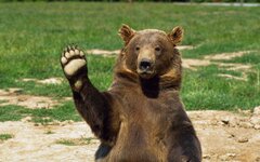 Grizzly3005