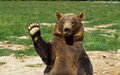 Grizzly3005