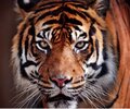 Zwyczajnyja1