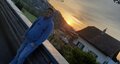 Robson_123
