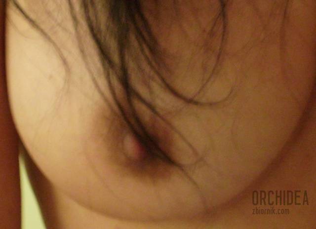 orchidea
