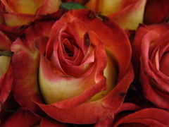 DSC01571.JPG