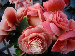 DSC00618.JPG