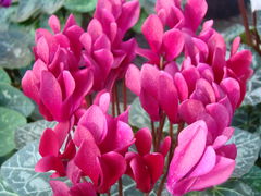 DSC00609.JPG