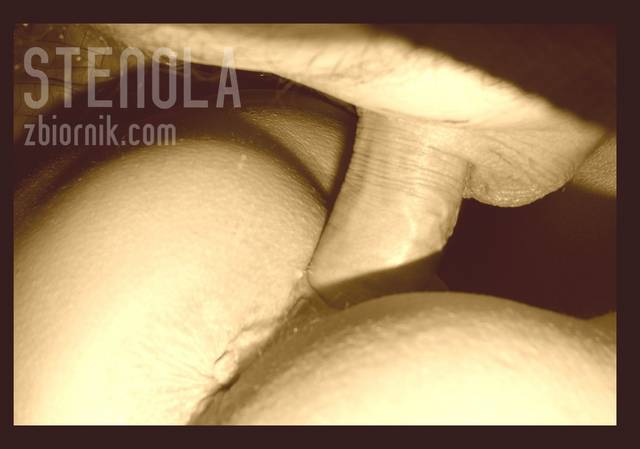 stenola